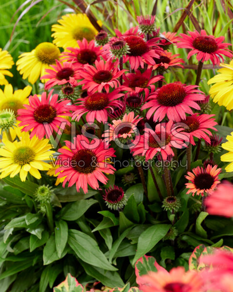 Echinacea combination
