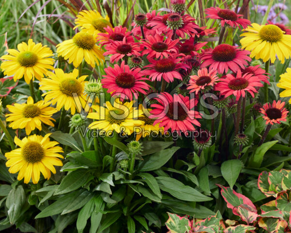 Echinacea combinatie Echinacea combinatie