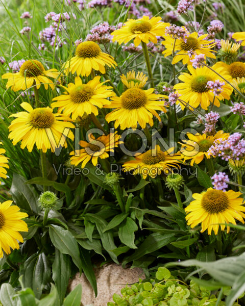 Echinacea, Verbena rigida