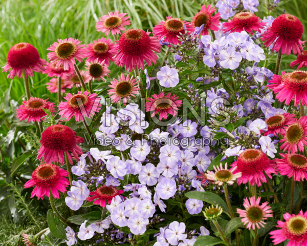 Echinacea Delicious Candy, Phlox paniculata Laura Echinacea Delicious Candy, Phlox paniculata Laura