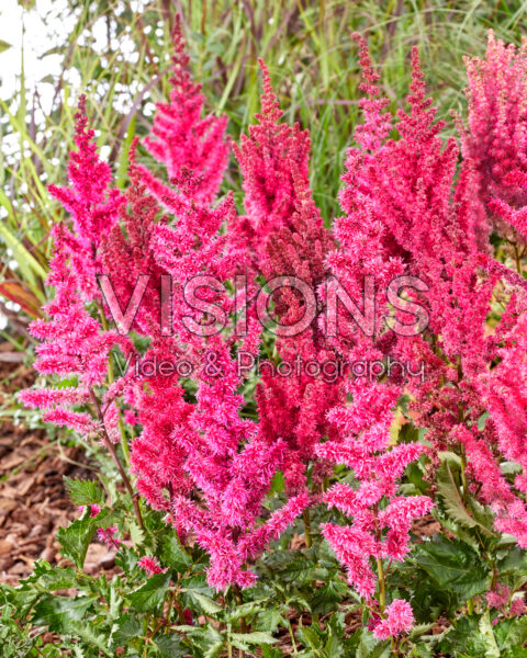 Astilbe Red Sentinel Astilbe Red Sentinel
