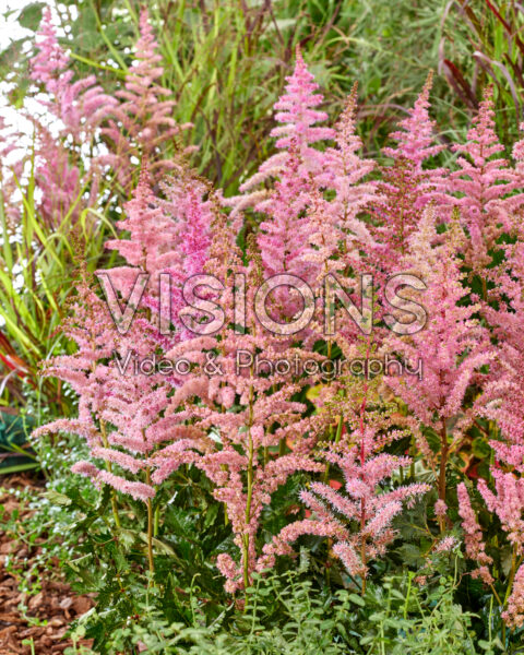 Astilbe Chocolate Kiss