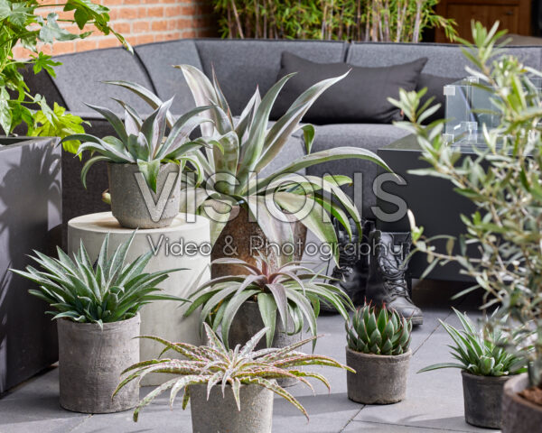 Mangave collection