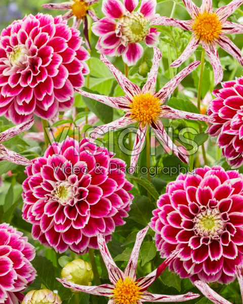 Dahlia Destinys Teachers, Jowey 18-02 Dahlia Destinys Teachers, Jowey 18-02
