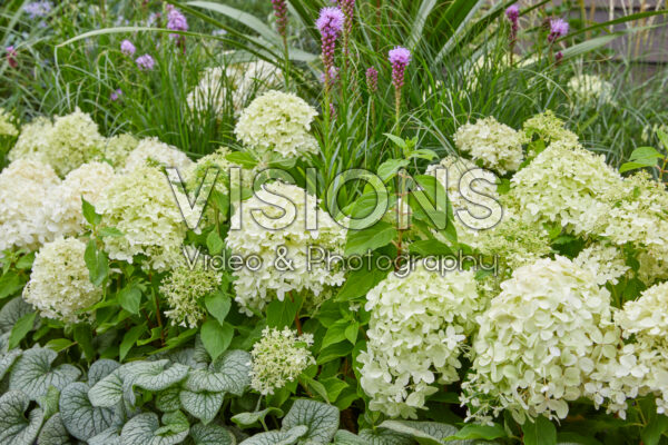 Hydrangea paniculata Little Spooky Hydrangea paniculata Little Spooky