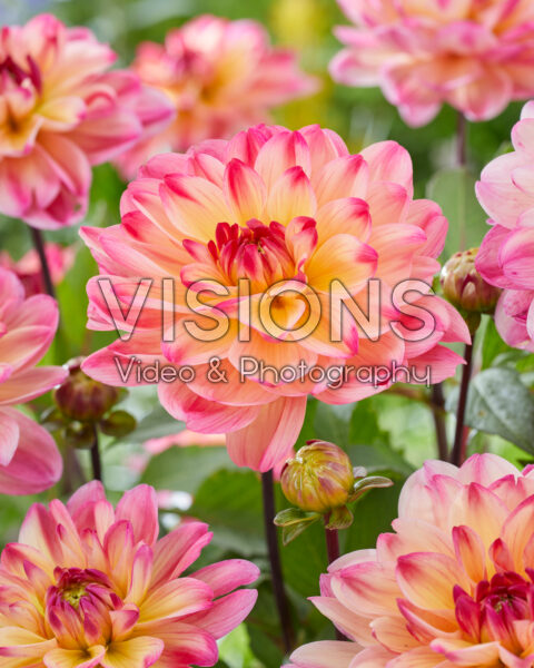 Dahlia Cool Evening Dahlia Cool Evening
