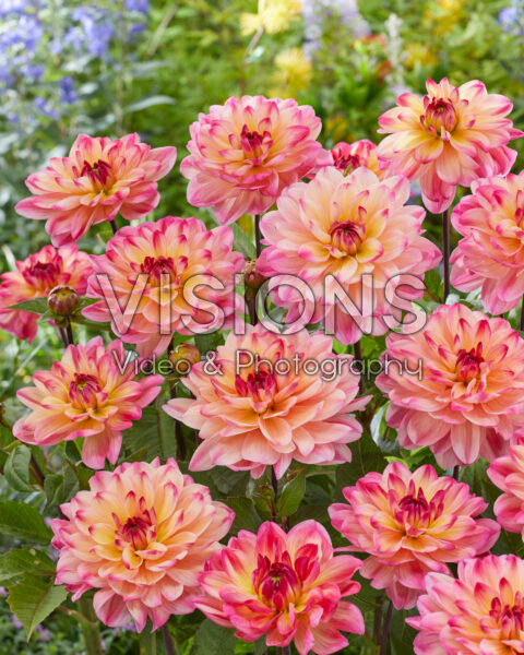 Dahlia Cool Evening