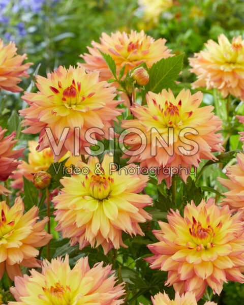 Dahlia Estimate Dahlia Estimate