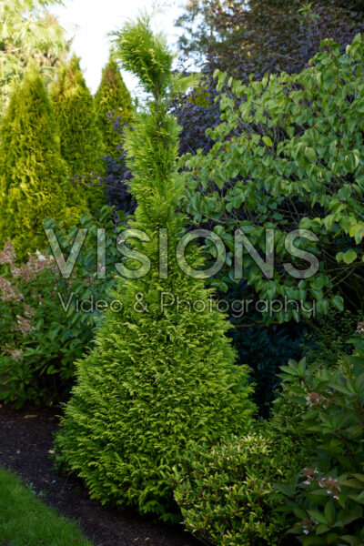 Chamaecyparis lawsoniana Sunny Smile Chamaecyparis lawsoniana Sunny Smile