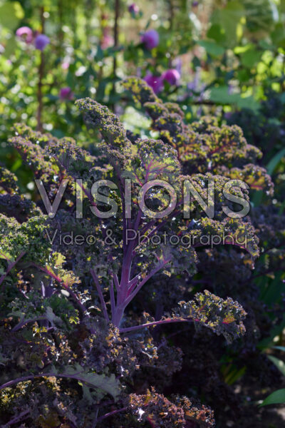 Brassica oleracea, boerenkool Brassica oleracea, boerenkool