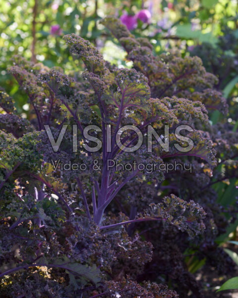 Brassica oleracea, kale