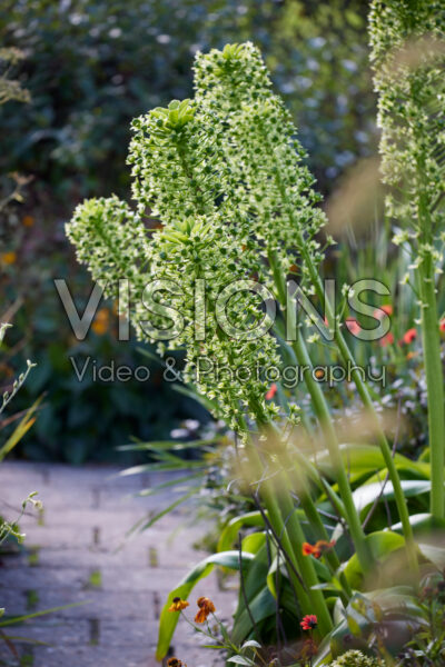 Eucomis Eucomis