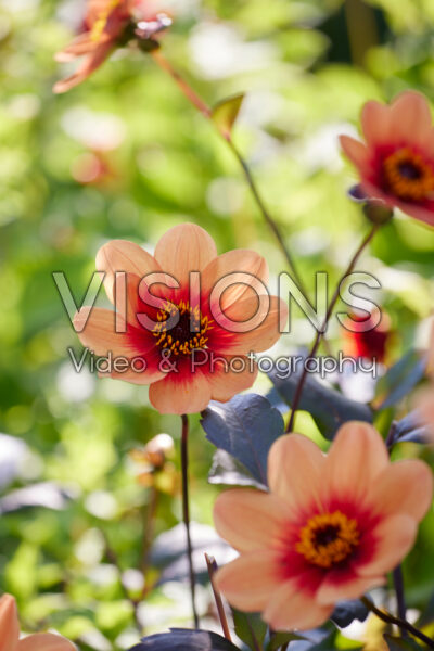 Dahlia Sunshine Dahlia Sunshine