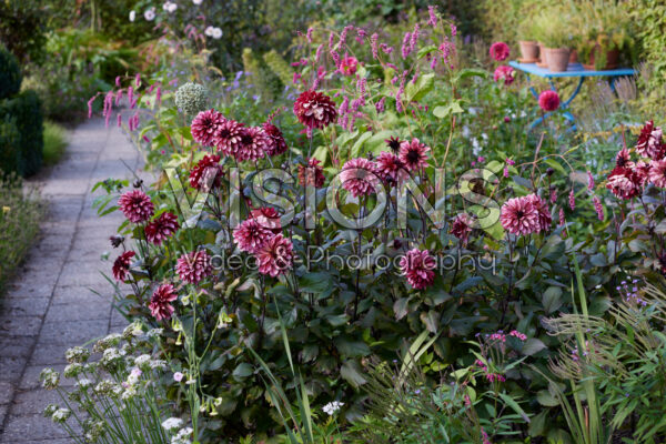 Dahlia Dahlia