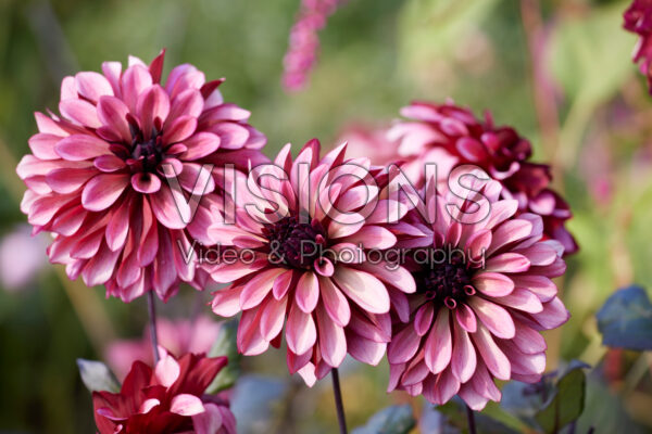 Dahlia Dahlia