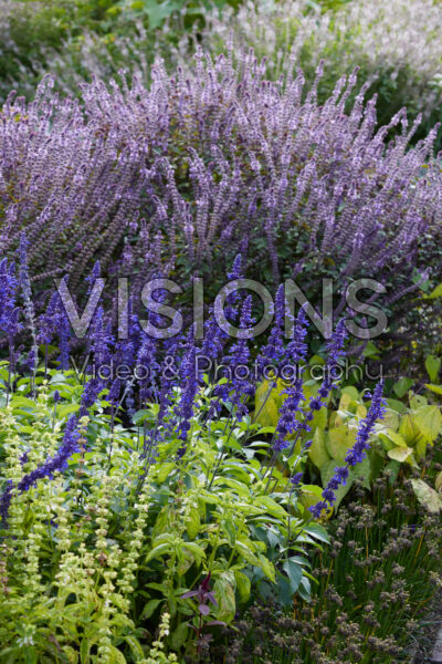 Salvia farinacea Salvia farinacea