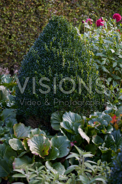 Buxus Buxus
