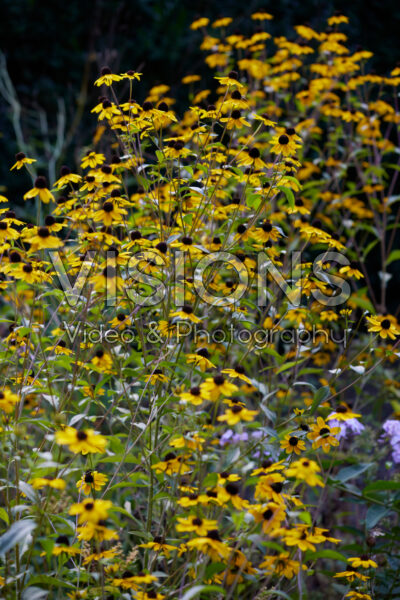 Rudbeckia triloba Rudbeckia triloba