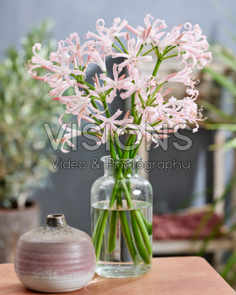 CUT FLOWER BOUQUETS