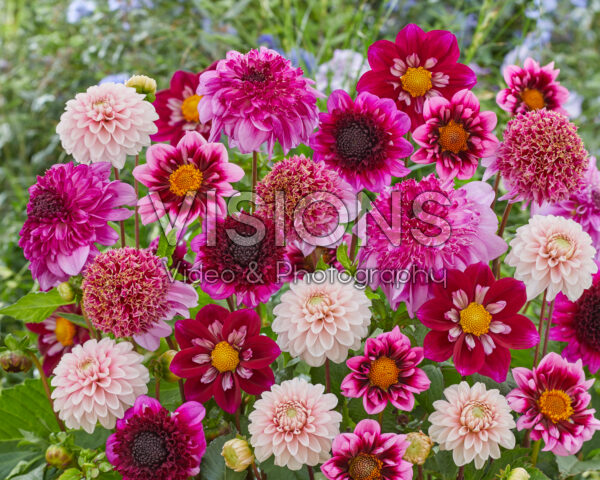 Dahlia purple and pink blend