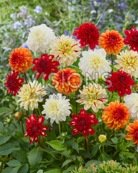 Dahlia mixed colour blend Dahlia mixed colour blend