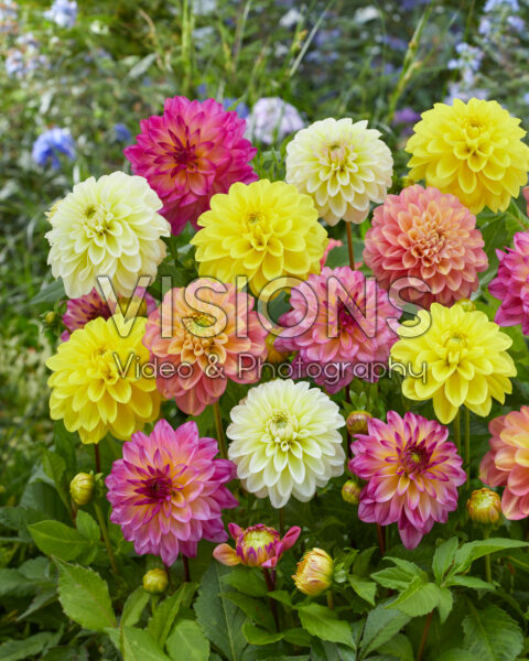 COLOURFUL DAHLIA MIXES