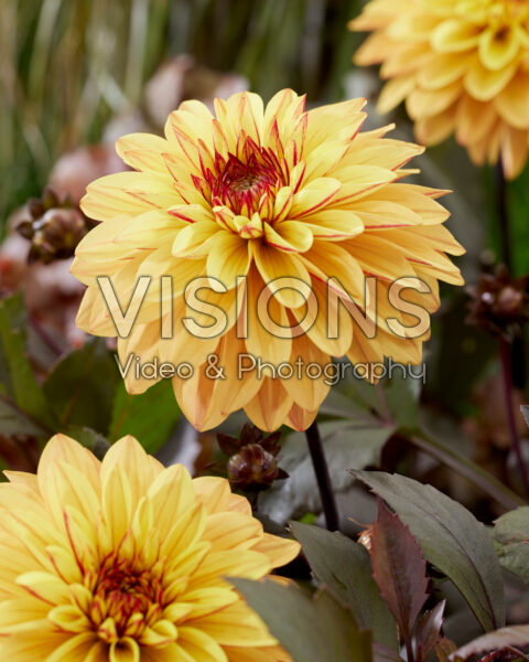 Dahlia bicolour