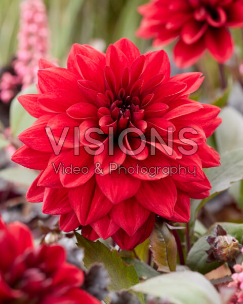 Dahlia 39-2022