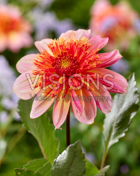 Dahlia Lava Glow Dahlia Lava Glow