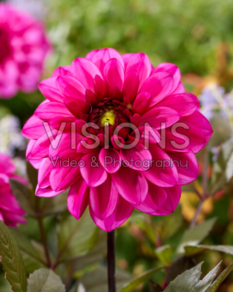 Dahlia roze Dahlia roze