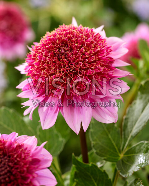 Dahlia 60-2022 Dahlia 60-2022