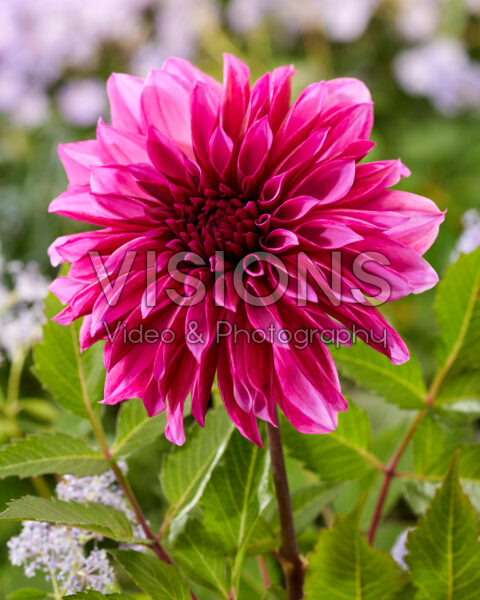 Dahlia Tanita Dahlia Tanita