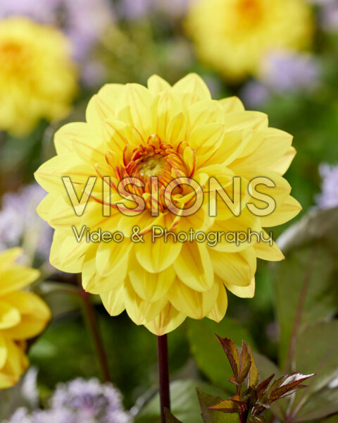 Dahlia geel Dahlia geel