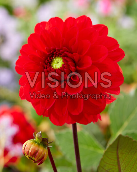 Dahlia rood