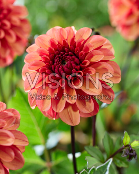 Dahlia Maria Strella Dahlia Maria Strella