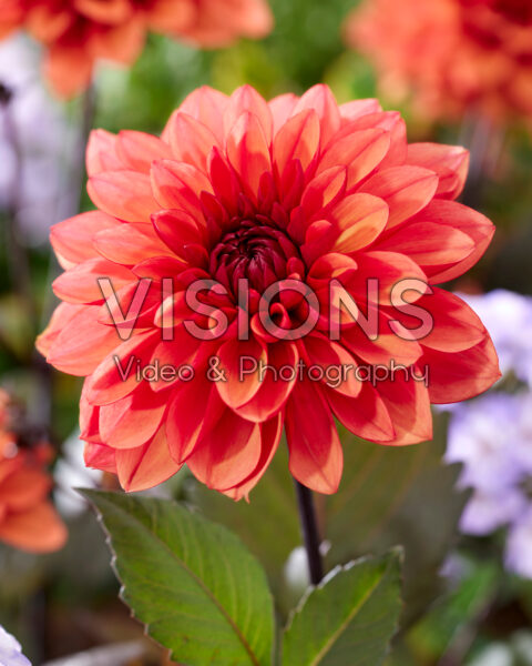 Dahlia Statue of Orange Dahlia Statue of Orange