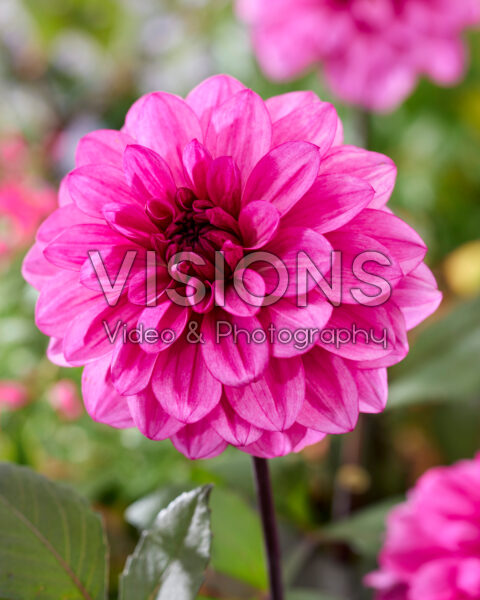 Dahlia Melissa Anna Marijke Dahlia Melissa Anna Marijke