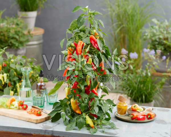 Capsicum annuum Capsicum annuum