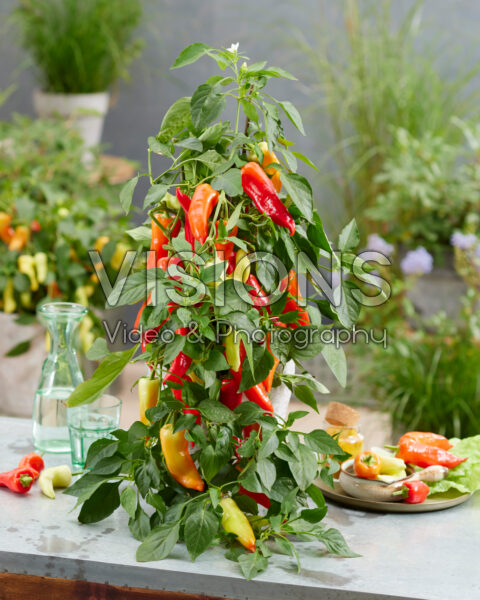 Capsicum annuum Capsicum annuum