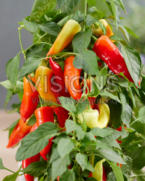 Capsicum annuum Capsicum annuum