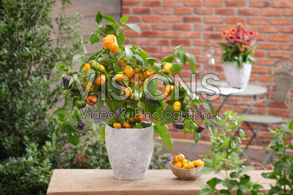 Capsicum annuum 20-808 Capsicum annuum 20-808