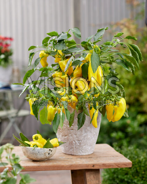 Capsicum annuum yellow Capsicum annuum yellow
