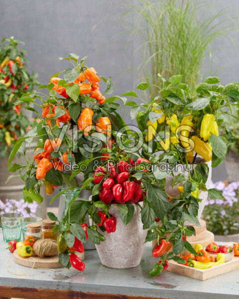 Capsicum annuum collectie Capsicum annuum collectie