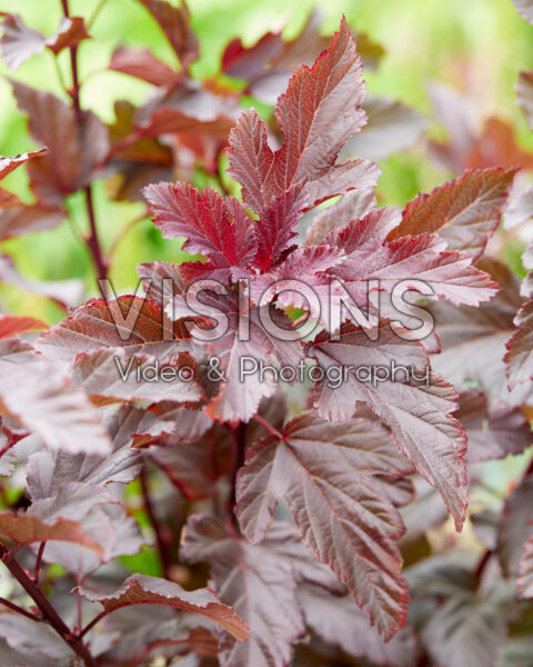 Physocarpus opulifolius Summer Wine® Physocarpus opulifolius Summer Wine®