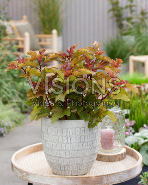 Physocarpus opulifolius Magic BallĀ® Physocarpus opulifolius Magic BallĀ®