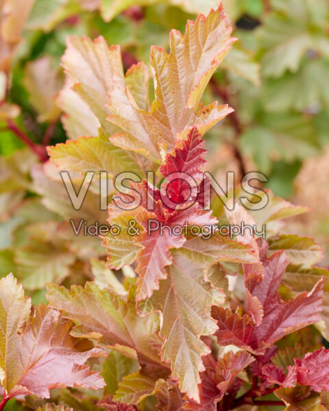 Physocarpus opulifolius Magic BallĀ® Physocarpus opulifolius Magic BallĀ®