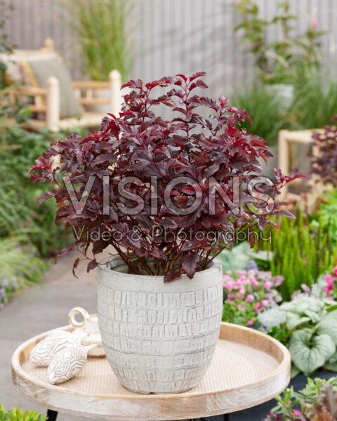 Physocarpus opulifolius Little Angel® Physocarpus opulifolius Little Angel®