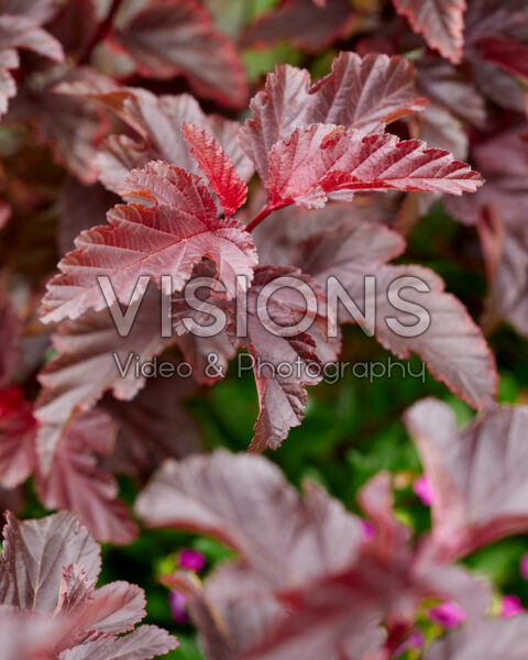 Physocarpus opulifolius Little AngelĀ® Physocarpus opulifolius Little AngelĀ®