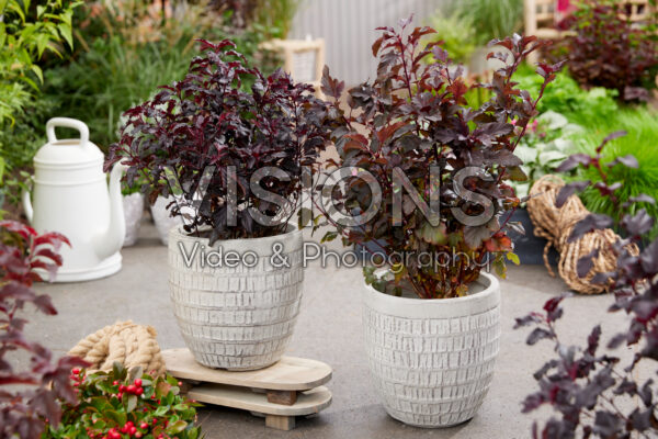 Physocarpus opulifolius All Black®, Summer Wine® Physocarpus opulifolius All Black®, Summer Wine®