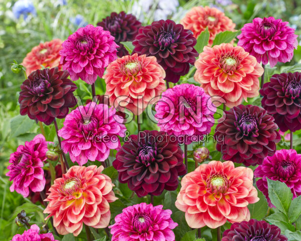 Dahlia decorative blend